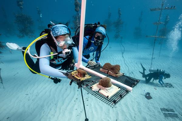 Divers installing coral fragments in a nursery | Credit: Alex Neufeld