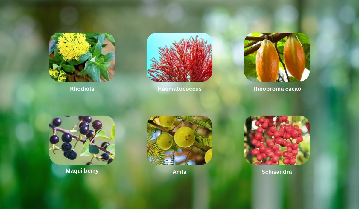 Mitolyn Ingredients