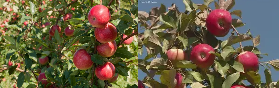 erreplenish® can prevent these diseases while lengthening the lifespan of the trees 