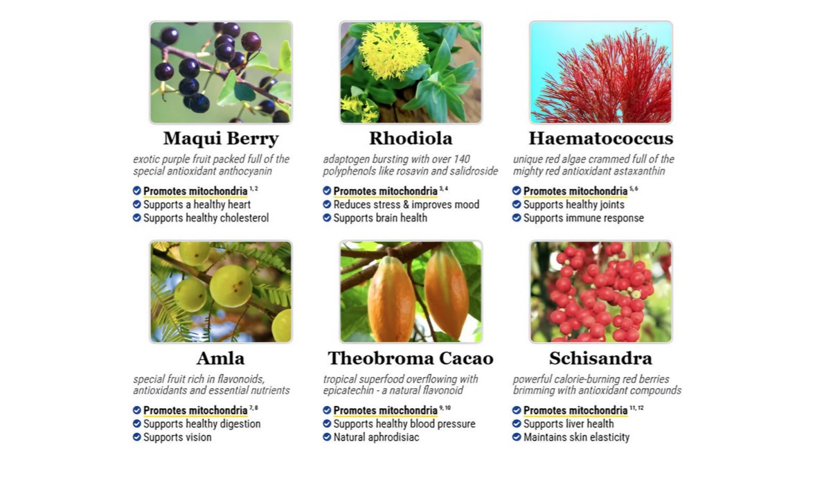 Ingredients in Mitolyn