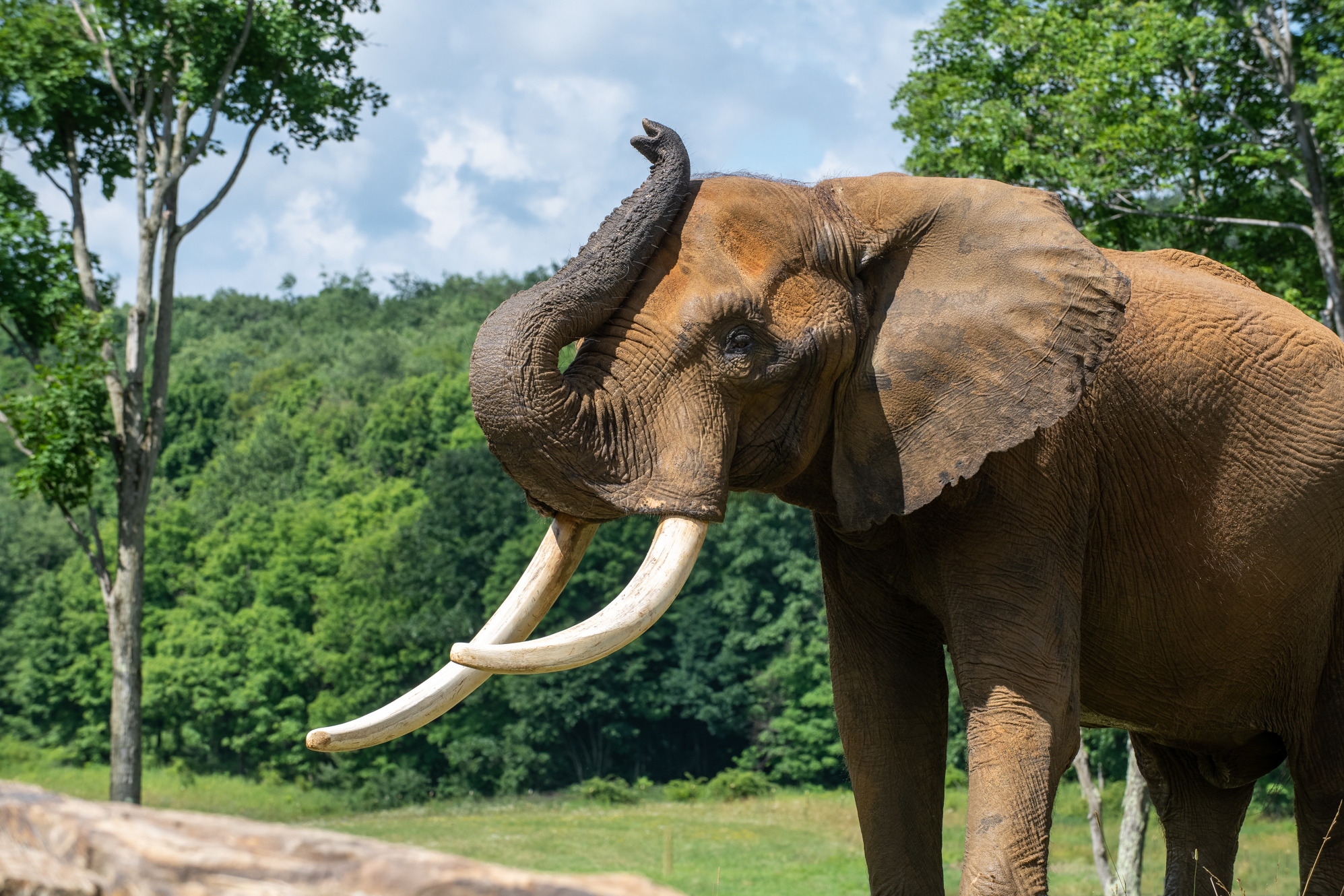 Pittsburgh Zoo & PPG Aquarium’s International Conservation Center Earns American Humane Certified™ Seal