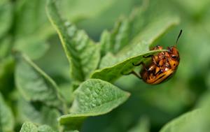 Close-up of a Colorado potato beetle on a leaf