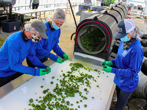 Christina Lake Cannabis team members are pictured above preparing freshly harvested cannabis plants for further processing and refinement.