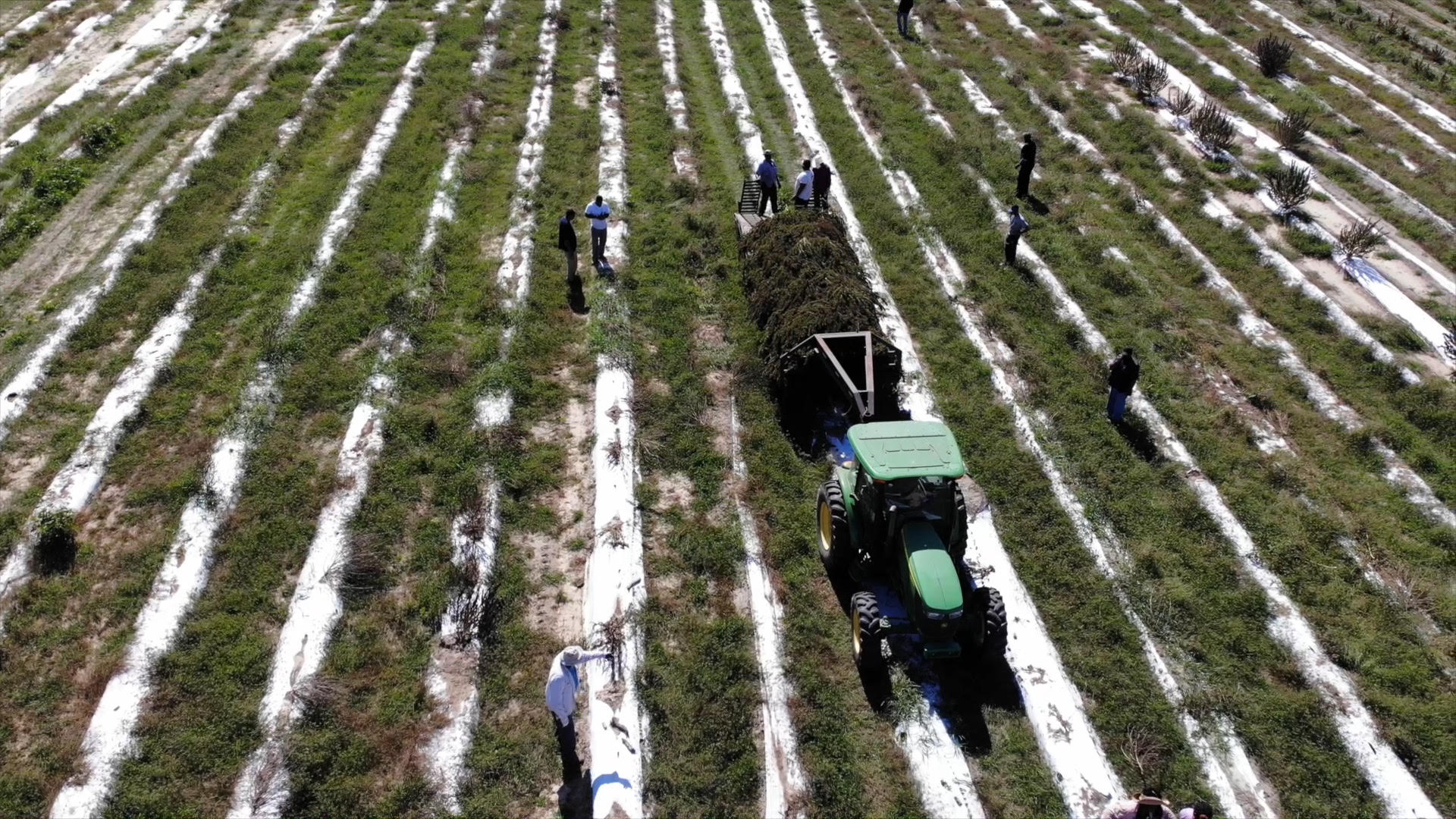 Pretoria Fields Collective Celebrates Commercial Hemp Harvest