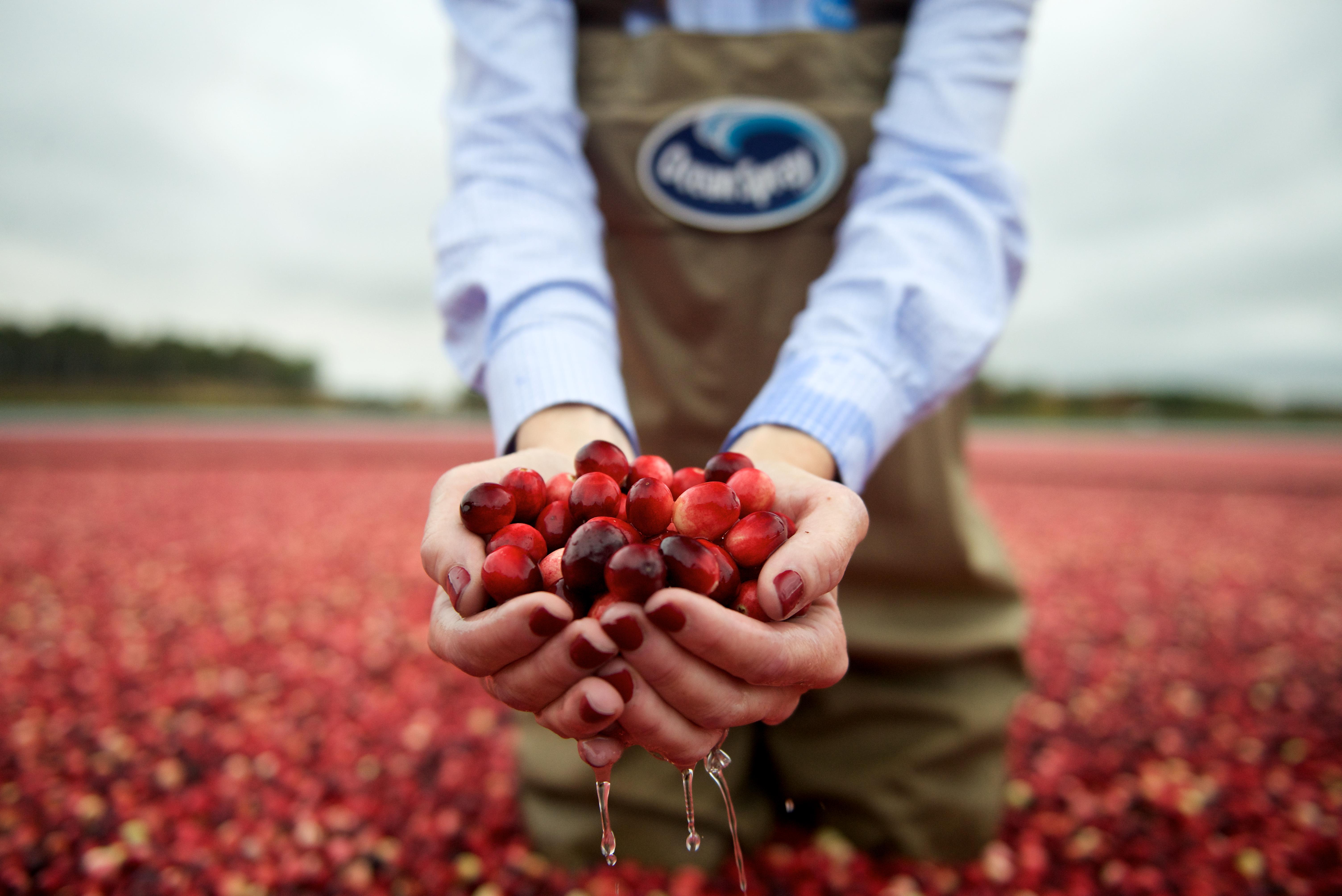 Man holding cranberries in Ocean Spray Cranberry field with Ocean Spray logo on top