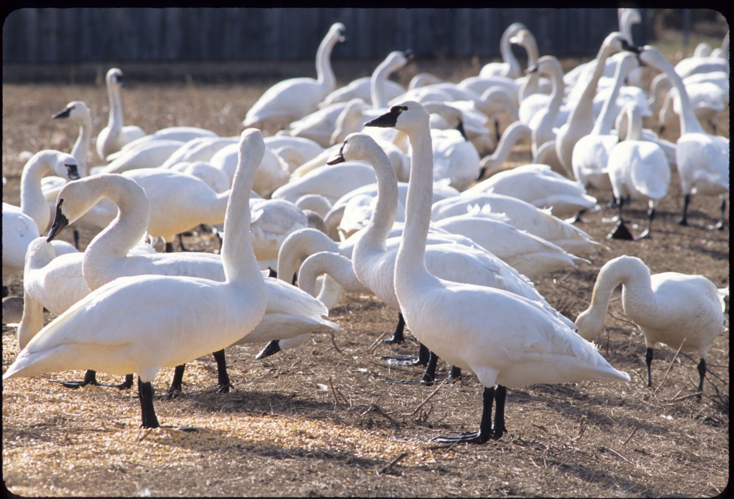 This wildlife area is best known for attracting waterfowl and other birds, including the dramatic sight of tundra swans in spring. © Elgin Stewardship Council