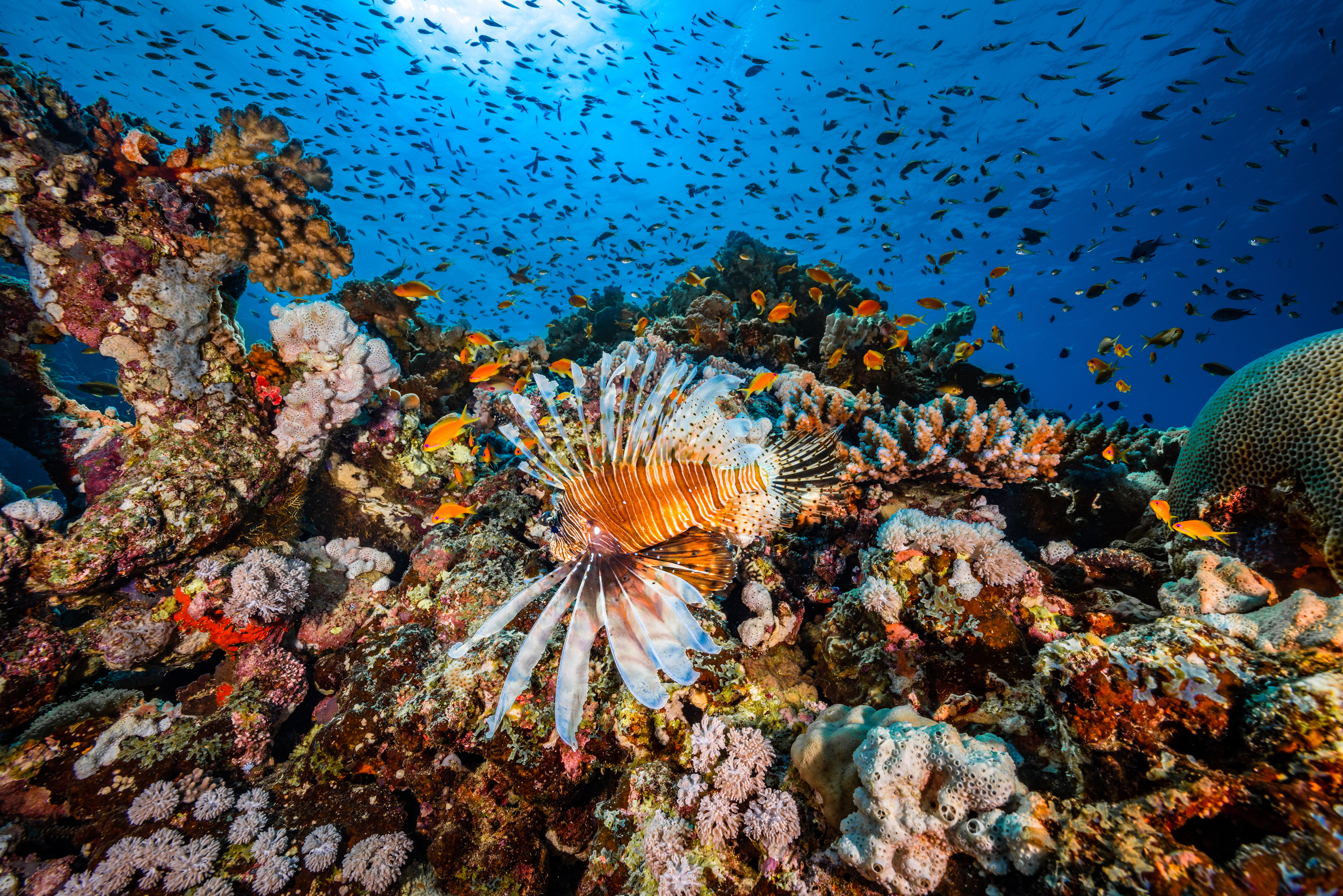 BMMO_1X5A8043-3_MBSmith.KAUST_h.res2