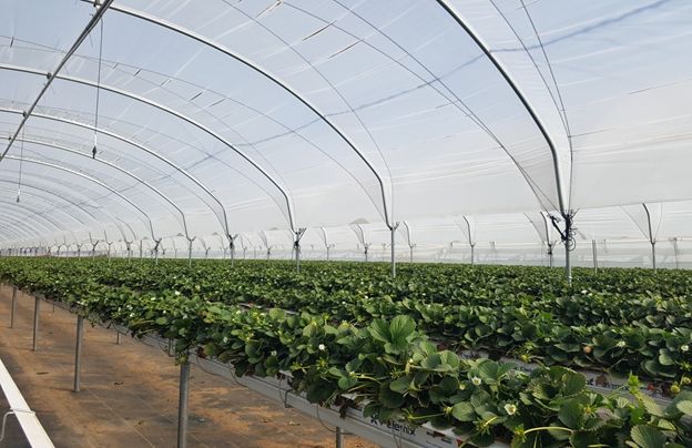 Strawberries Irrigation