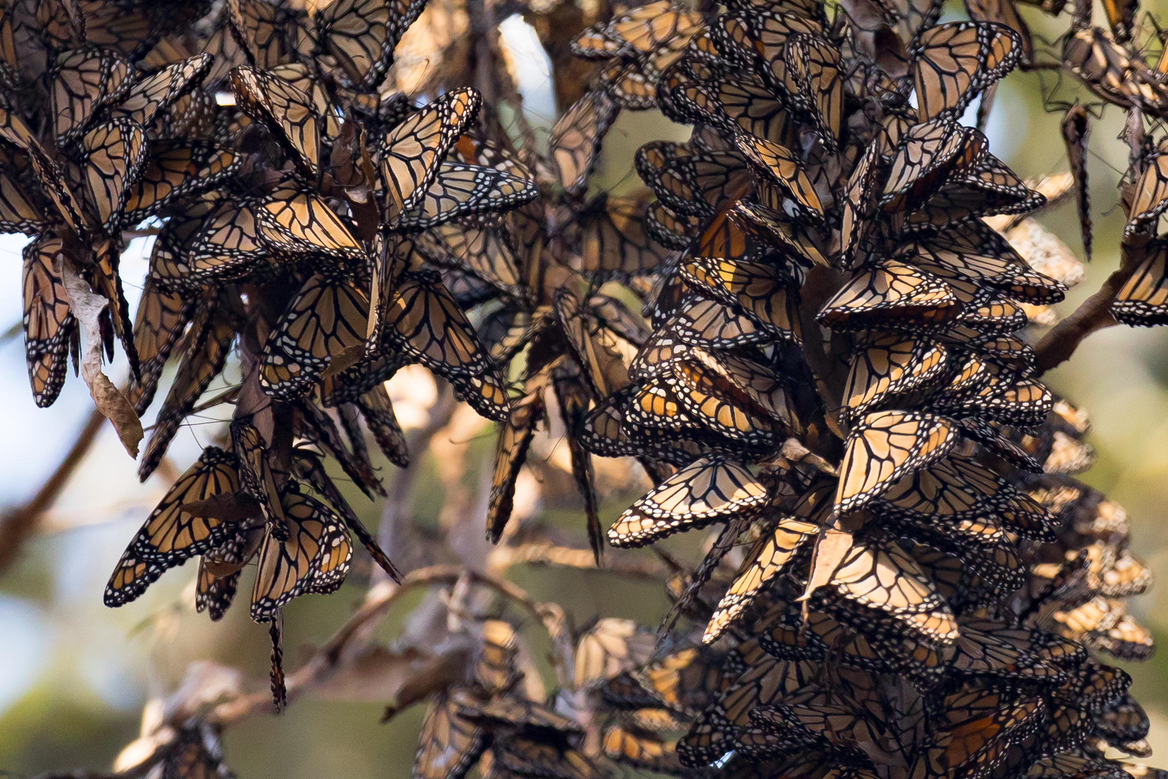 Western Monarchs Roosting