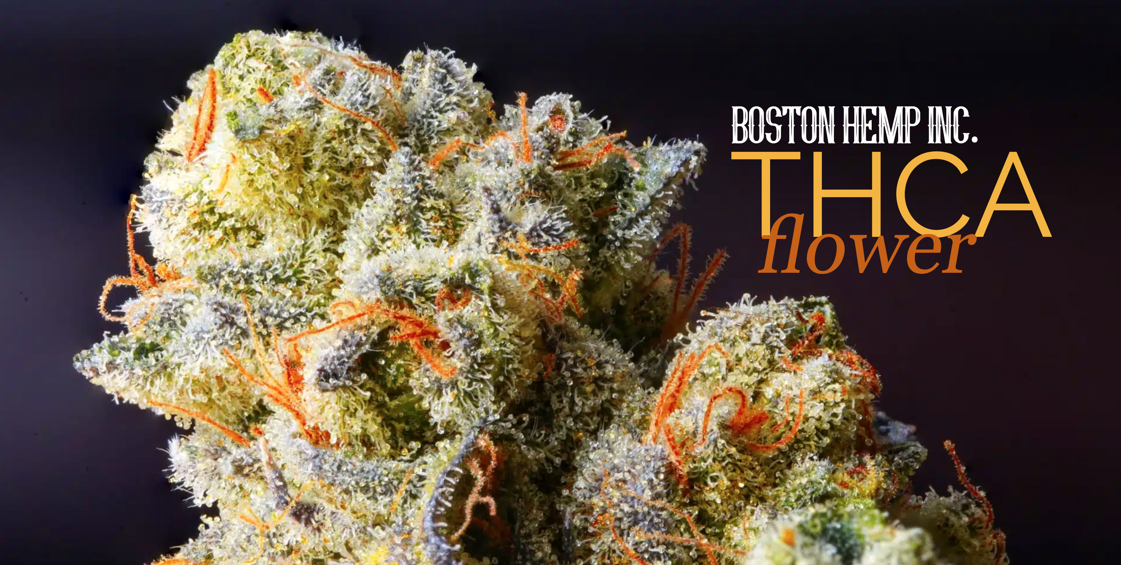 BostonHemp4101