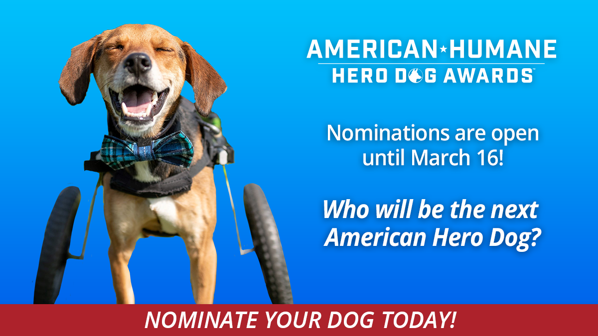 2022 Hero Dog Awards image