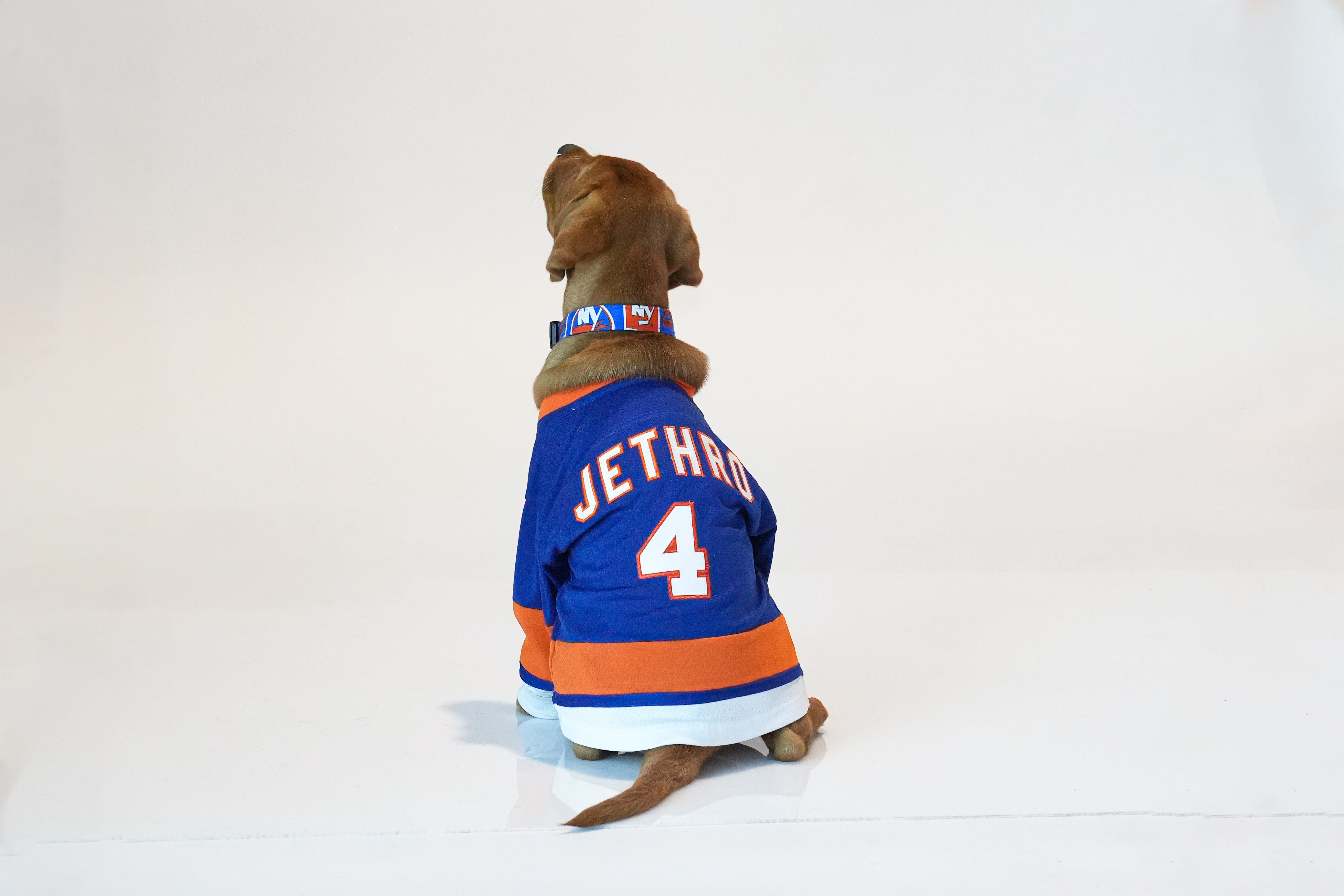 Islanders dog hot sale jersey