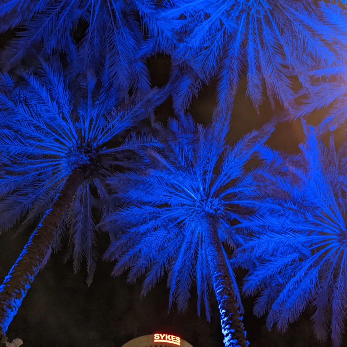 Blue Palm Trees in Tampa, FL