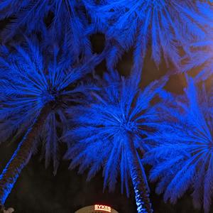 Blue Palm Trees in Tampa, FL