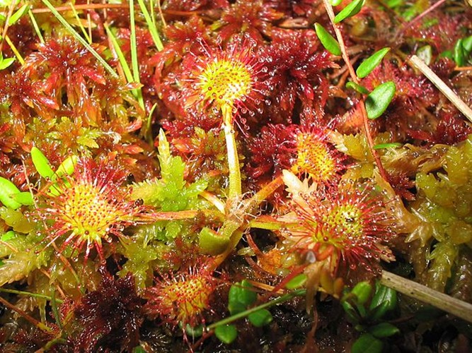Sundew_HWW