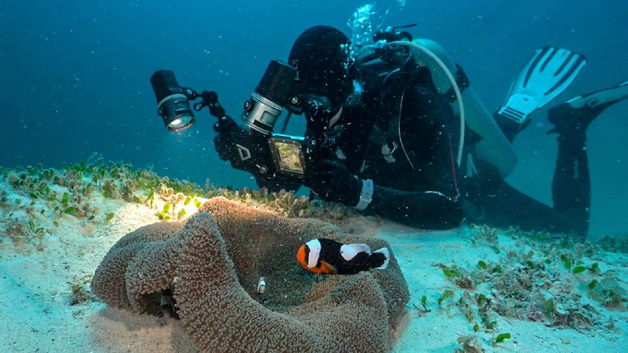 Use DIVEVOLK to capture images of marine life