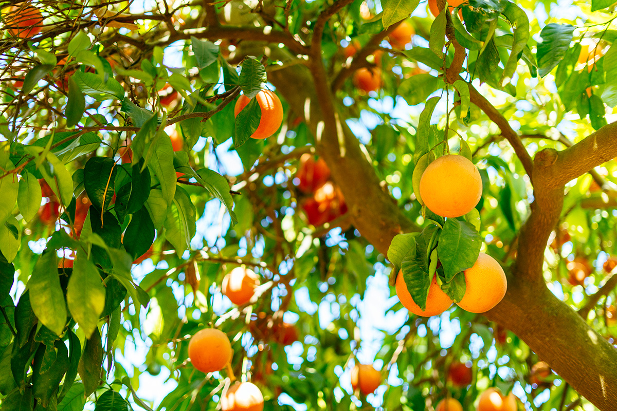 Grapefruit Tree