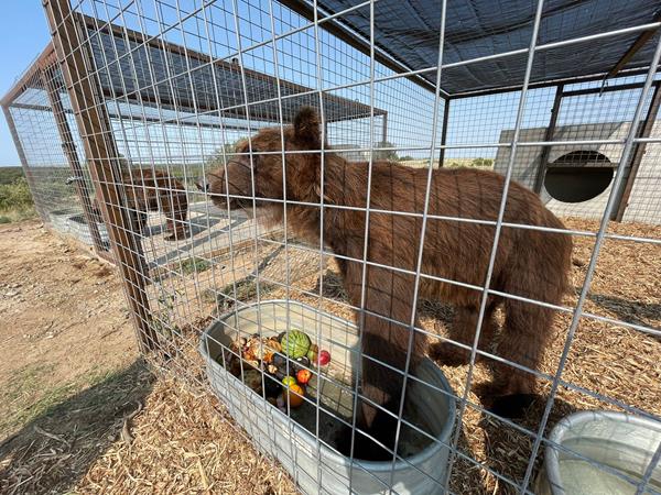 The Beirut Bears eat a well-deserved snack in their temporary holding pens. The bears traveled from Lebanon to Colorado to the Wild Animal Sanctuary. copyright: FOUR PAWS