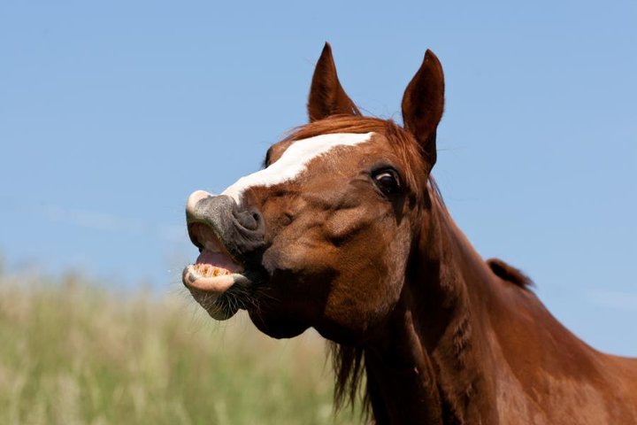 Horse approval of the omnibus