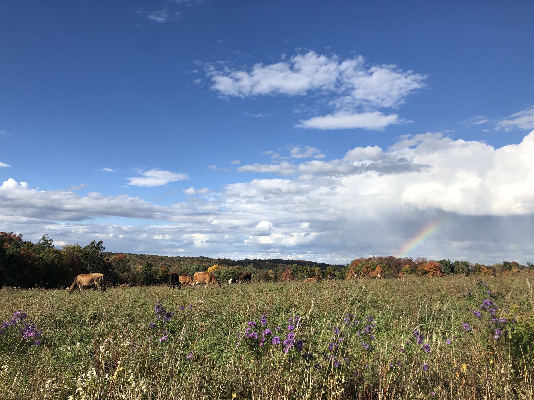 cows out on a green pasture with a rainbow in the background all at a maple Hill farm