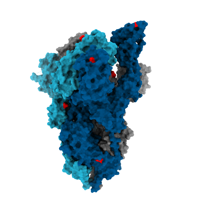 Coronavirus Spike Protein 1.0