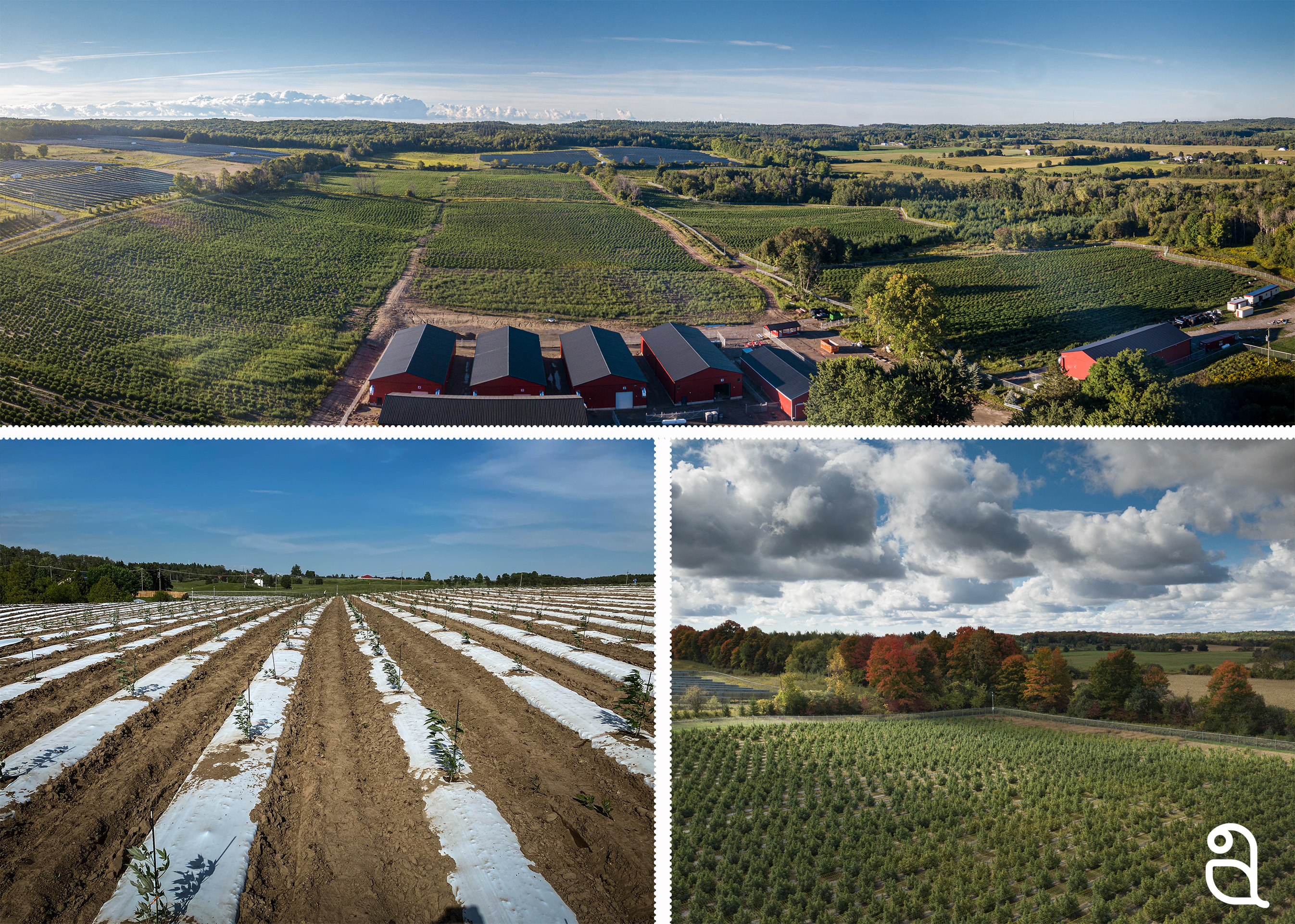 Aleafia Health's Port Perry Outdoor Cultivation Site