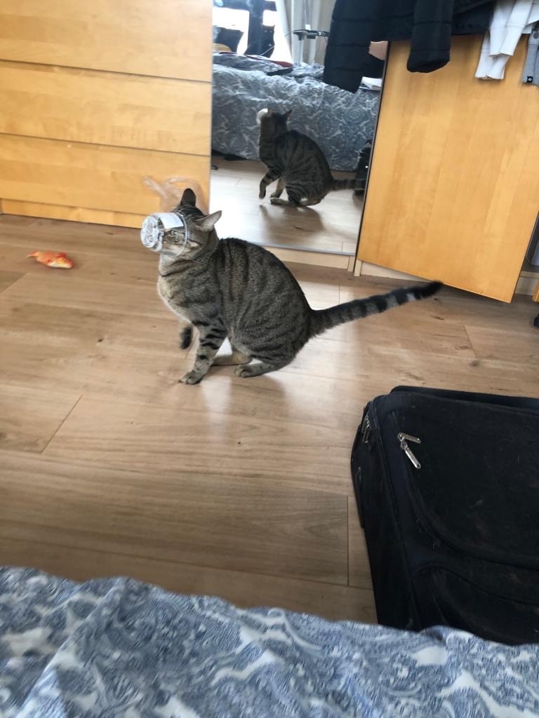 Romeo is a half Bengal tabby cat who protects himself from the Coronavirus with an empty yoghurt cup on his face.