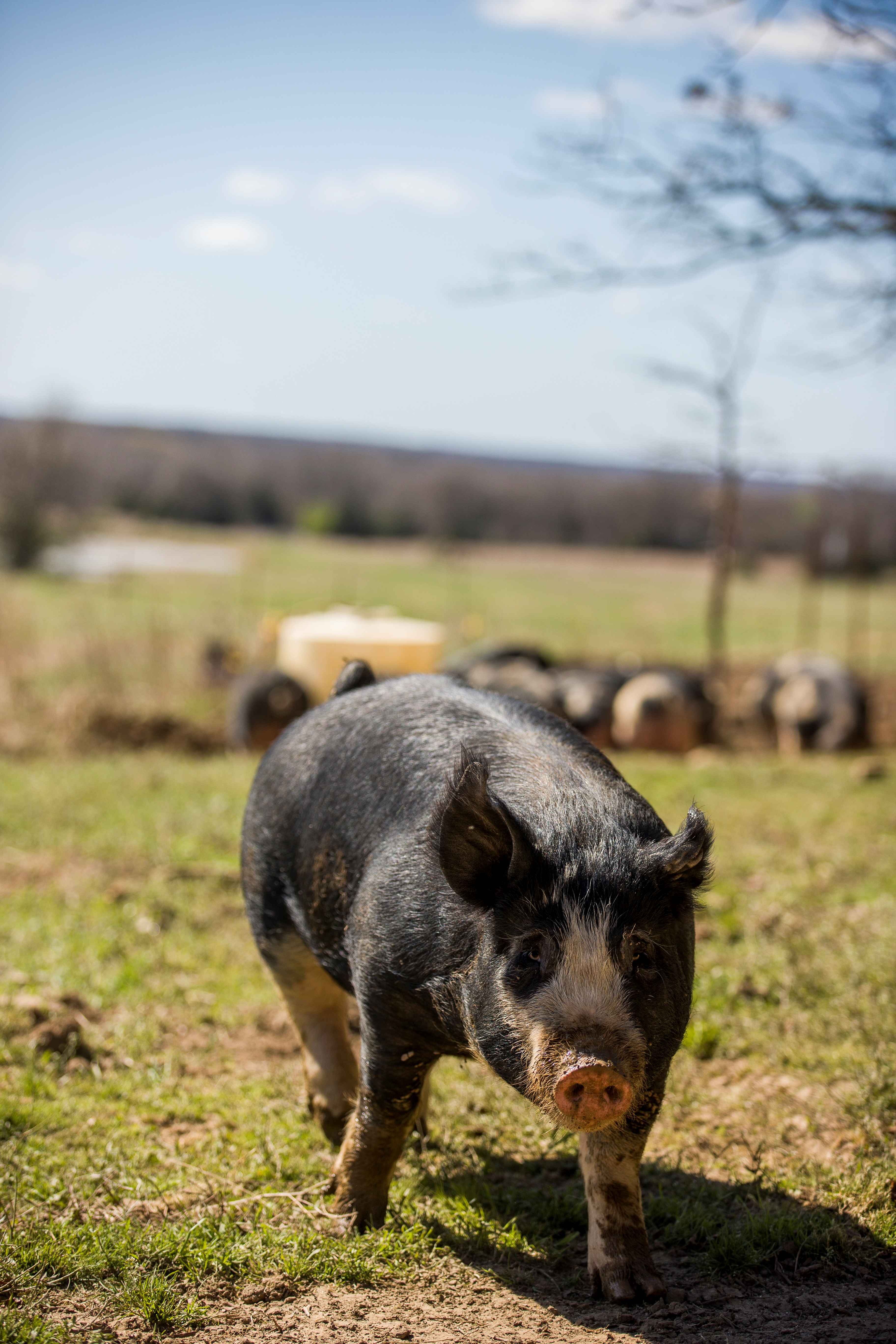 Pasture-raised pig at Prairie Creek Farms in Oklahoma / Photograph by Shane Bevel for Kirkpatrick Foundation