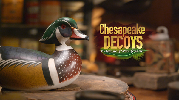Chesapeake Decoys: The Nature of Waterfowl Art