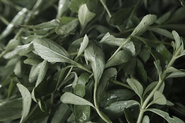 PureCircle Stevia Plants