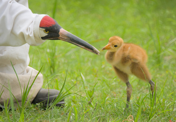 Costume-reared whooping crane chick. Photo courtesy of Audubon Nature Institute. 