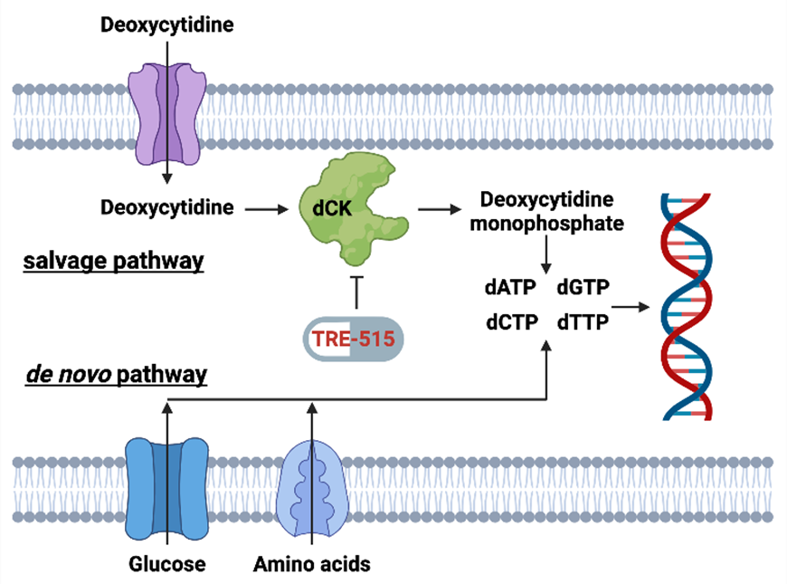 Biochemical pathways for the supply of deoxyribonucleoside triphosphate (dATP, dGTP, dCTP, and dTTP) pools. The salvage pathway becomes upregulated during autoimmune diseases and cancer. TRE-515 blocks the enzyme deoxycytidine kinase (dCK) in the deoxyribonucleoside salvage pathway.