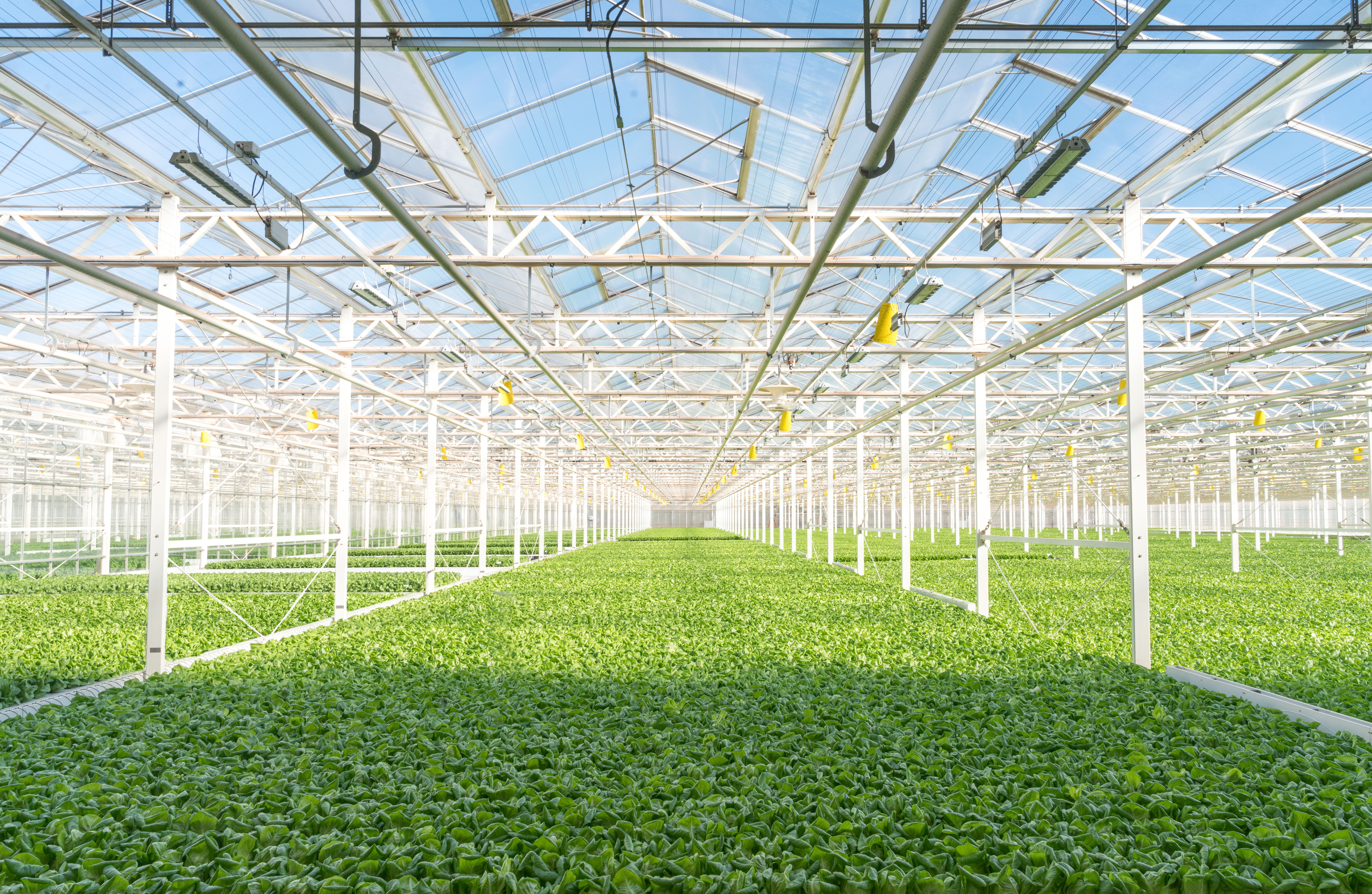 Gotham Greens Greenhouse Interior 1_Credit Gotham Greens