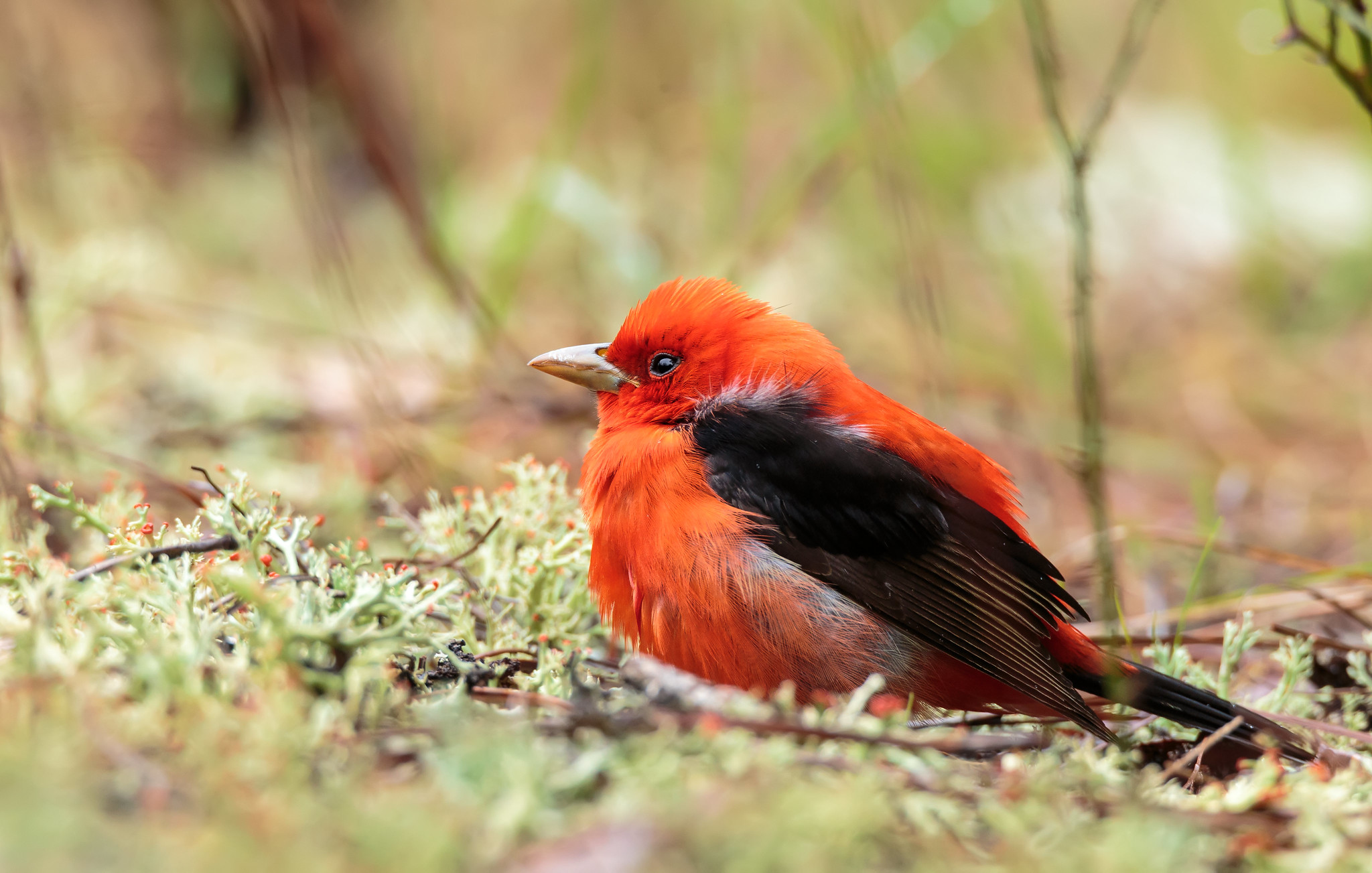 Scarlet tanager