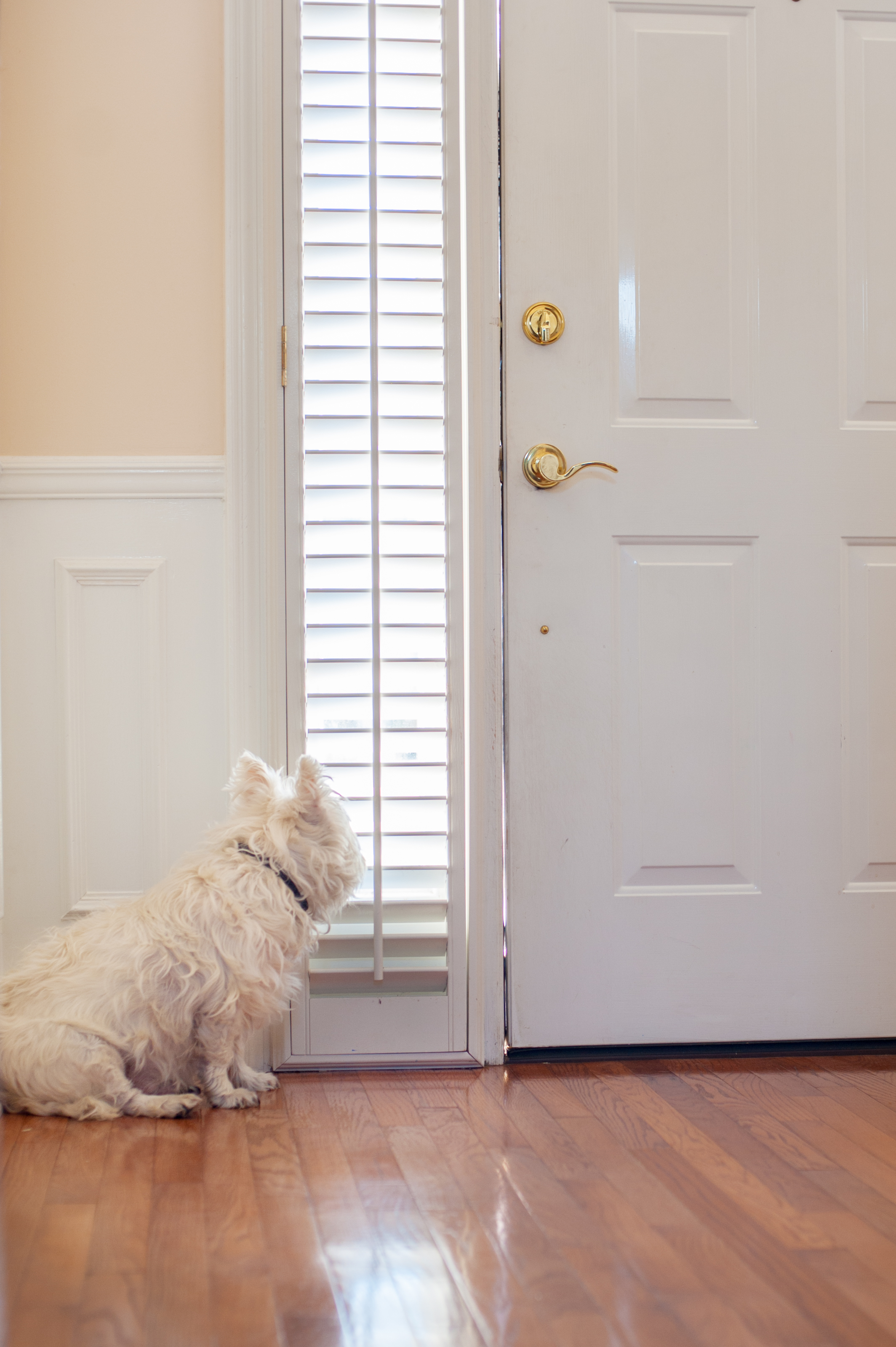 westie waits by door - standard licence Depositphoto