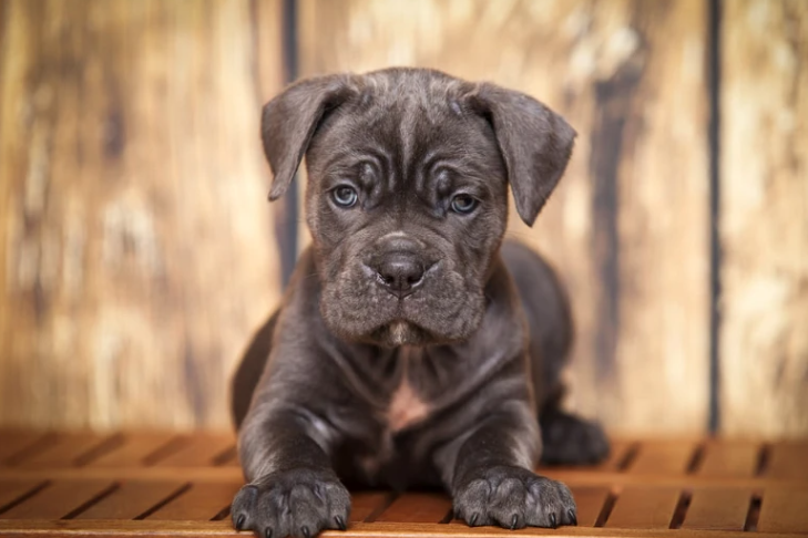 Announcing the Launch of Itsaboutdog.com for Dog Lovers and Parents 