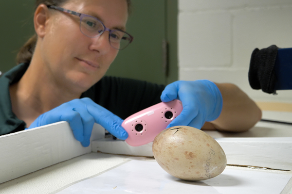 Audubon Nature Institute animal care staff (Heather Holtz) with whooping crane egg. 
Photo courtesy of Audubon Nature Institute. 