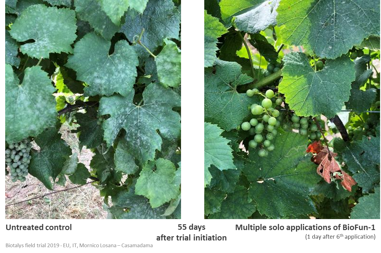 Fig. 2: Biotalys’ innovative biofungicide, BioFun-1, is highly effective against powdery mildew in vines