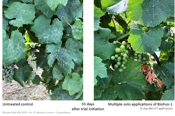 Fig. 2: Biotalys’ innovative biofungicide, BioFun-1, is highly effective against powdery mildew in vines