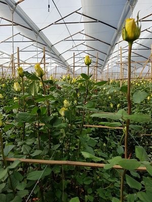 Growing flowers in a greenhouse under a designed irrigation and fertilization protocol