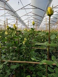Growing flowers in a greenhouse under a designed irrigation and fertilization protocol