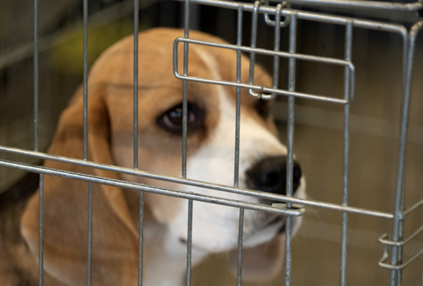 Beagle used in animal testing