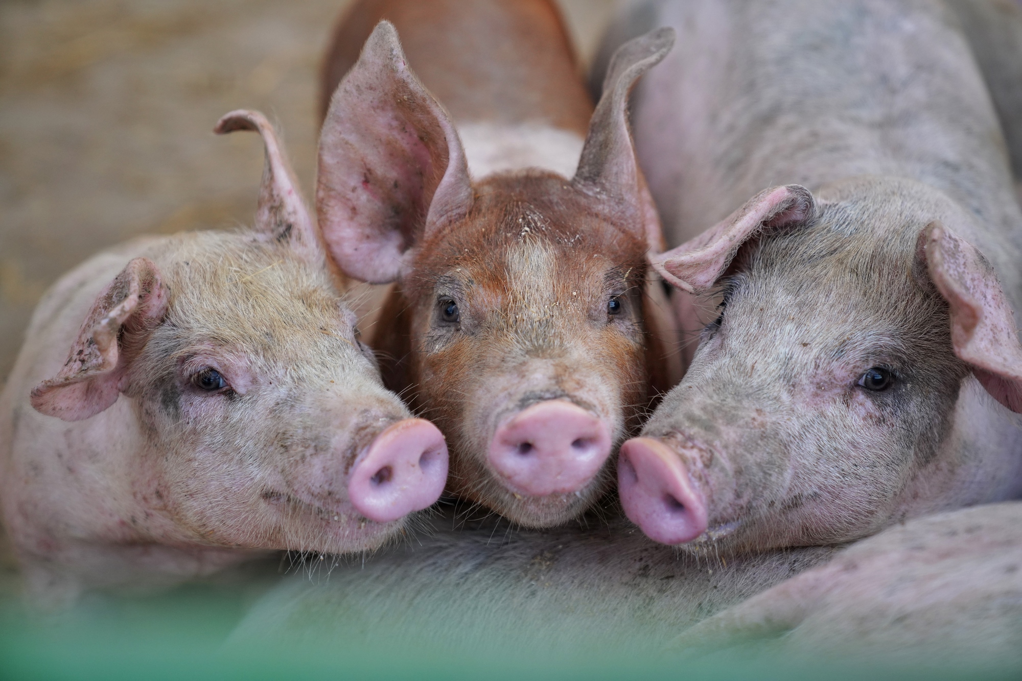 Niman Ranch pigs are raised on pasture or in deeply bedded pens sustainably and humanely by independent family farmers. Photo: Vincent and Holly Crawford