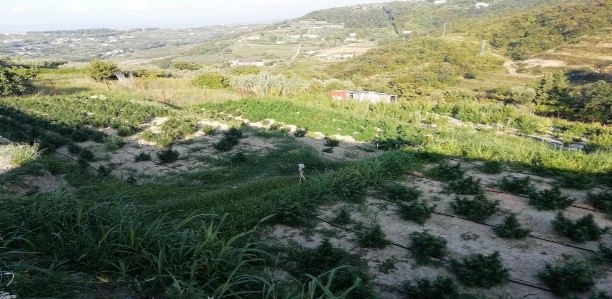 Additional Rafarma Cannabis Fields in Slovenia