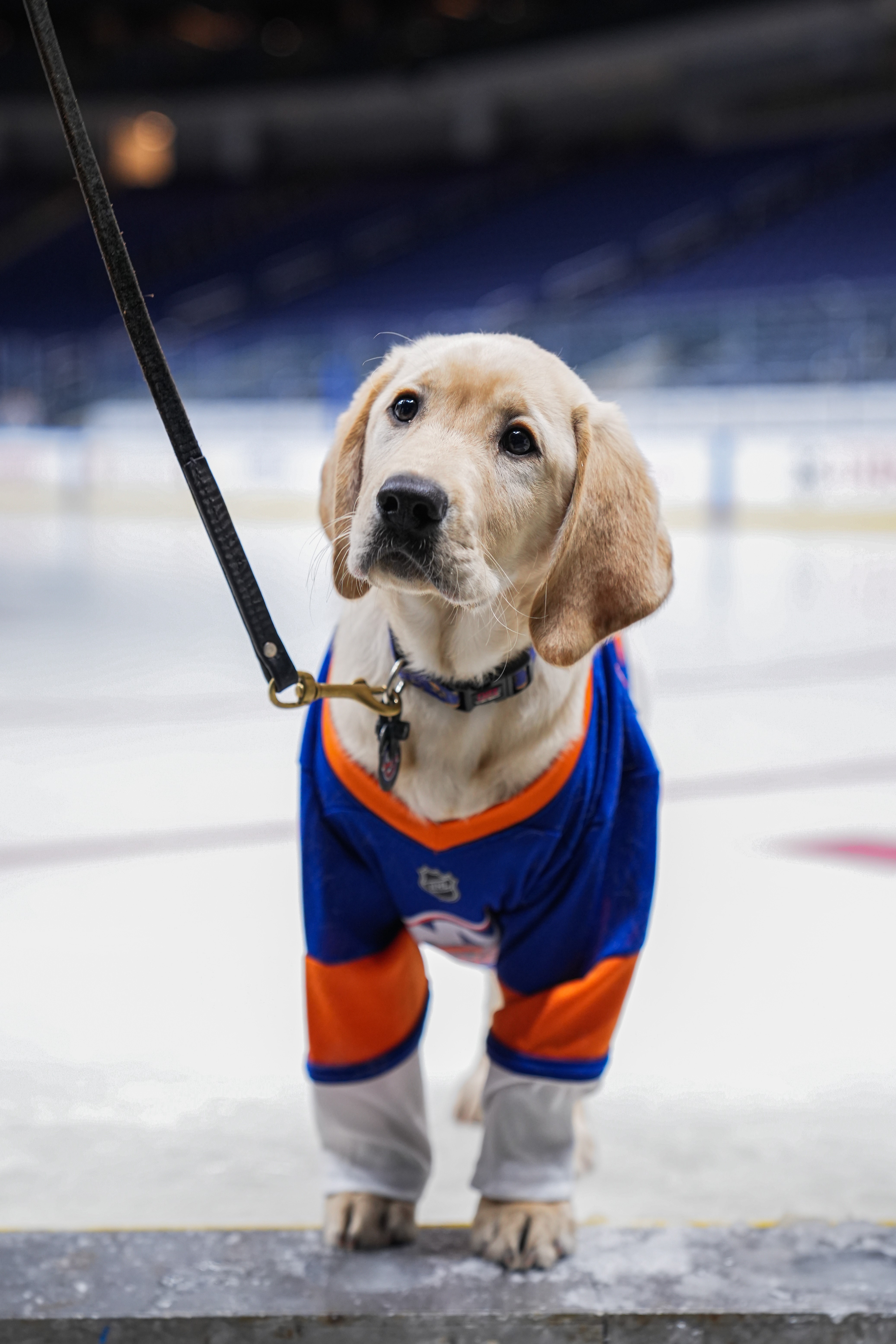 Guide Dog Foundation and NY Islanders Puppy with a Purpose, Butchie 