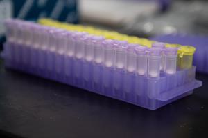 Purple test tubes sit in a rack at a GreenLight facility in Boston, US