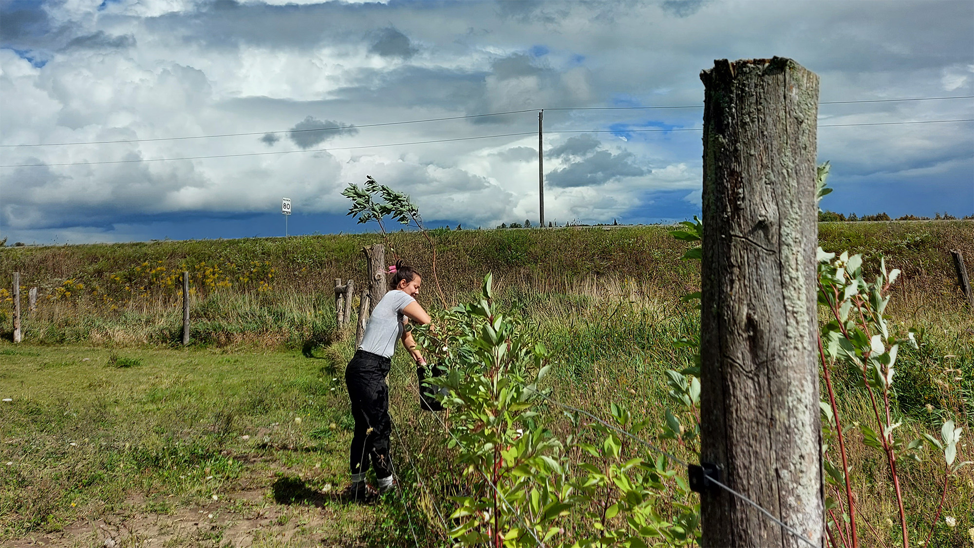 L'effort communautaire plante des arbres