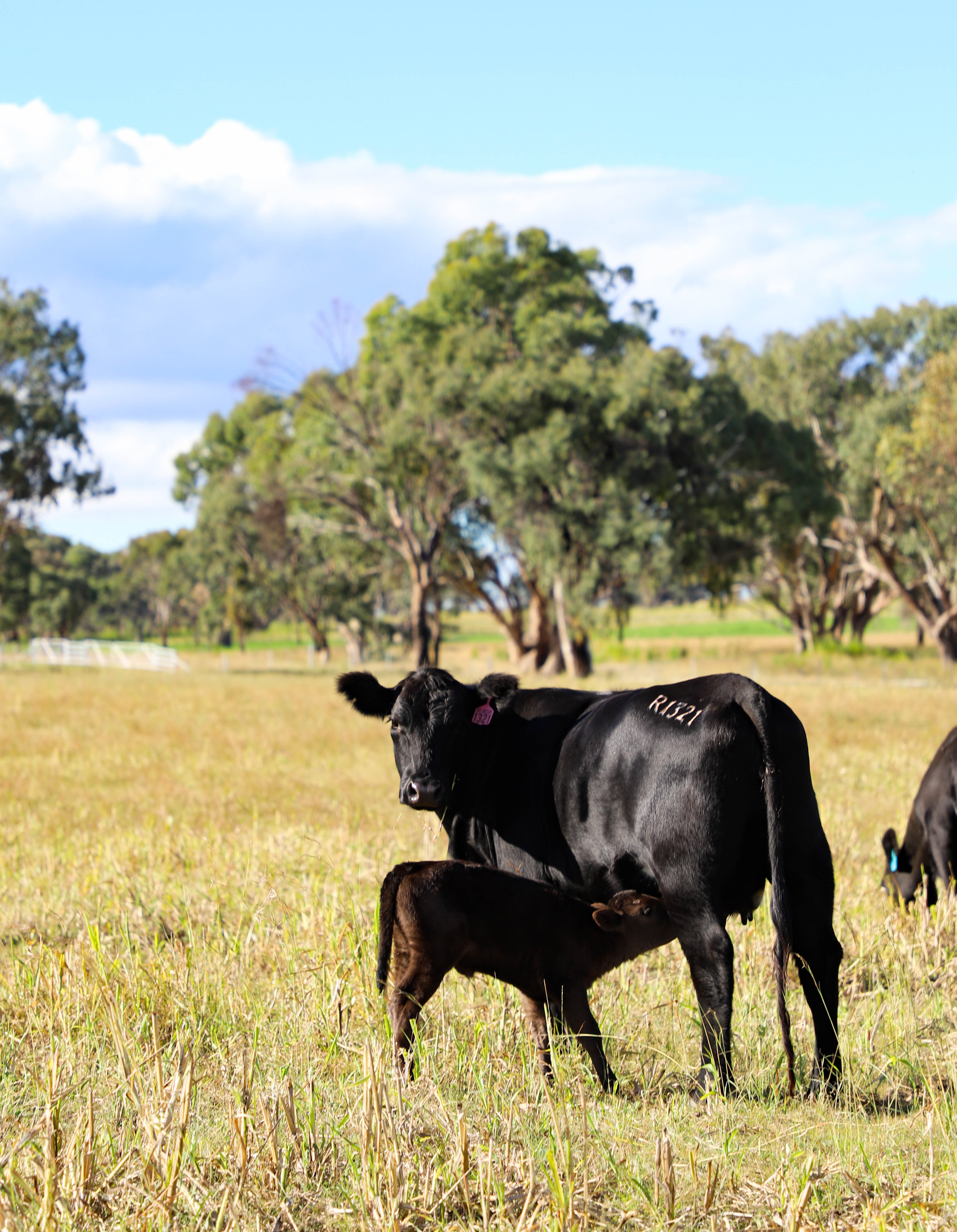 Vytelle Announces Expansion Plans to Melbourne, Australia with its Twenty-First Global Bovine In Vitro Fertilization Laboratory 