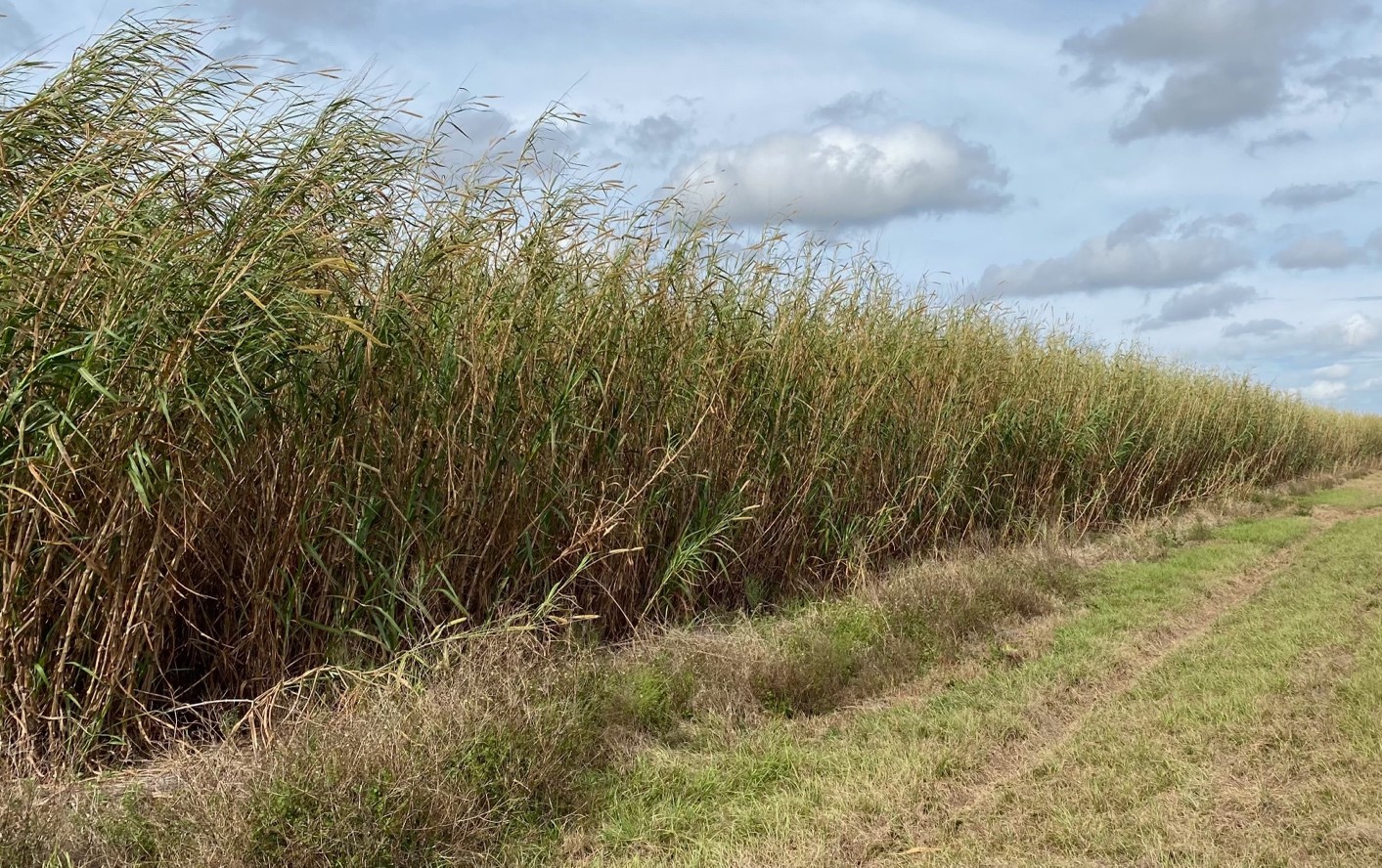 Blue Biofuels Increases its Land Holdings to Grow Feedstock for Biofuels to 182 Acres