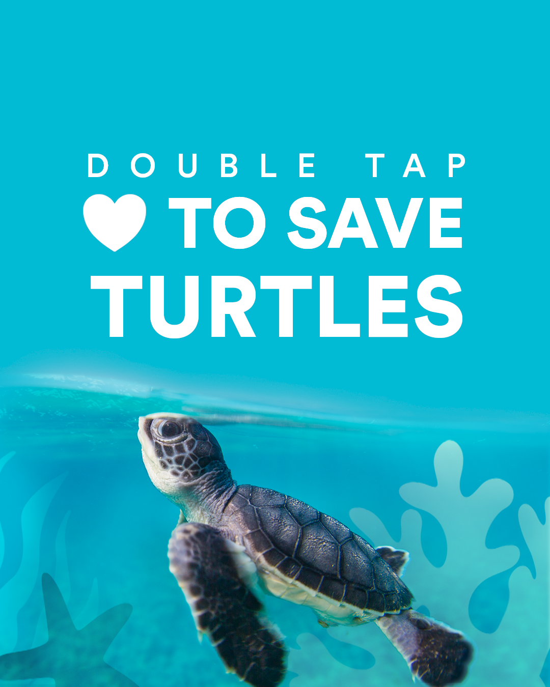 Home - Save the Turtles